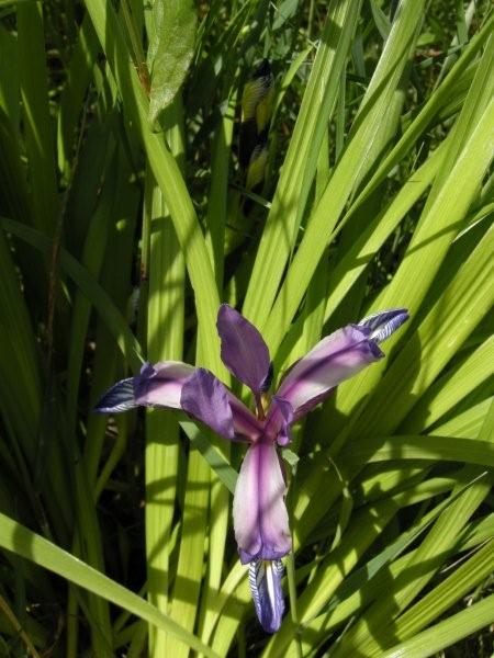 Iris graminea / Giaggiolo susinario